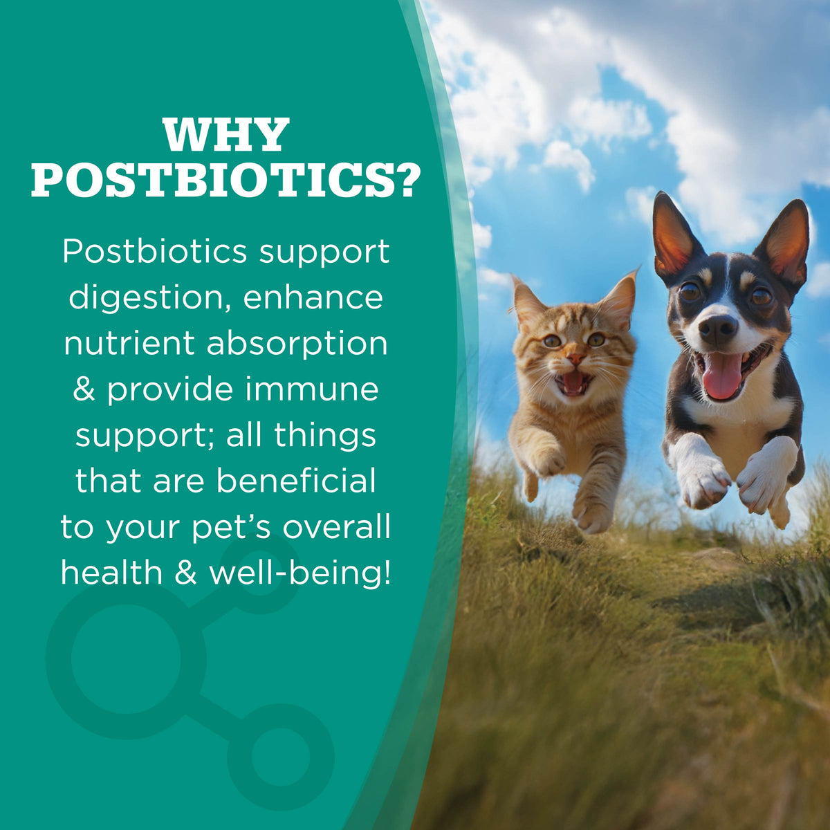 WHY
POSTBIOTICS?

Postbiotics support
digestion, enhance
nutrient absorption
& provide immune
support; all things
that are beneficial
to your pet's overall
health & well-being!