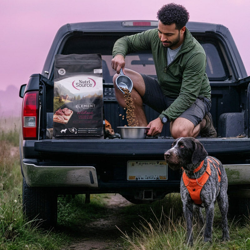 Man pouring dog food into a bowl in the back of a pickup truck with a dog standing nearby