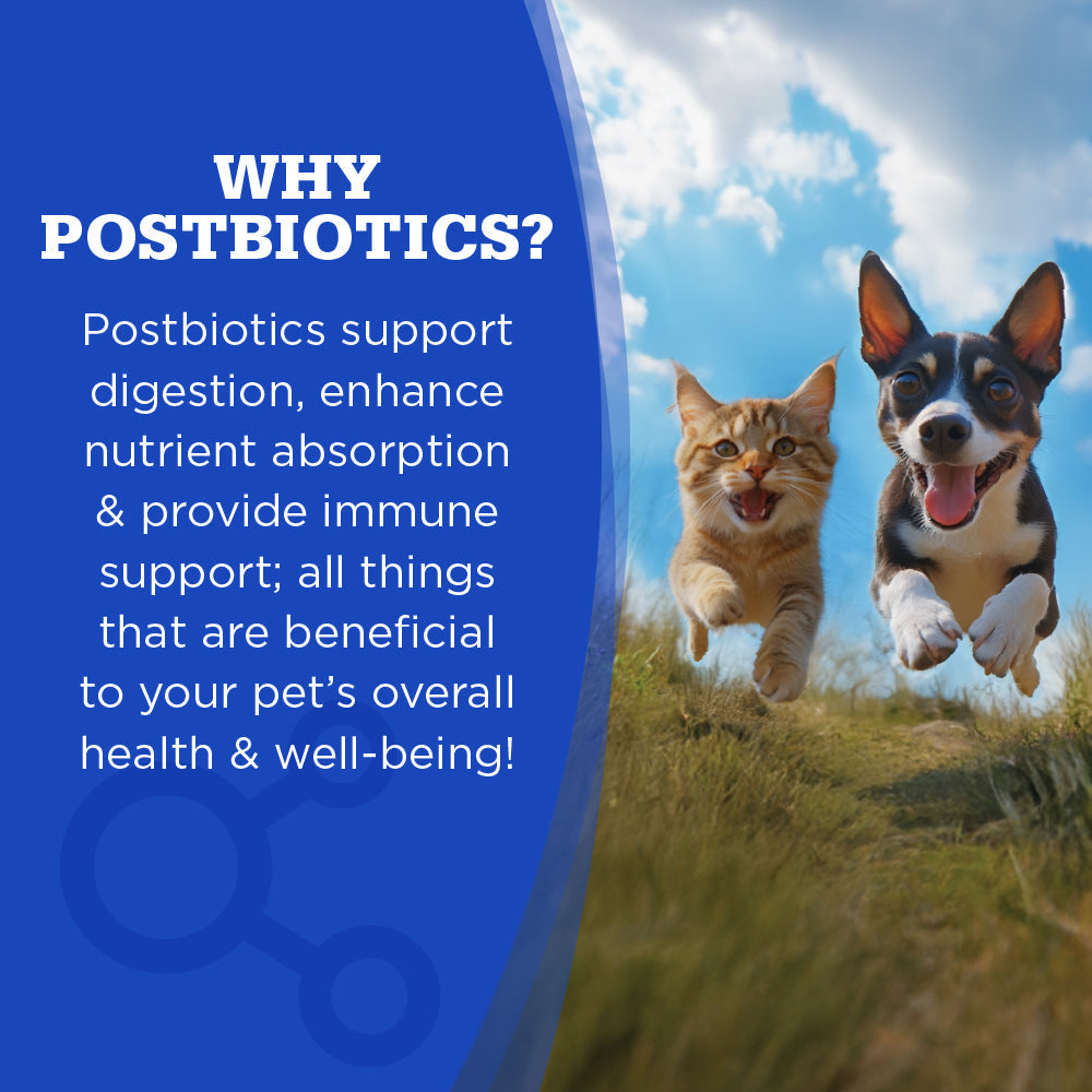 Why Postbiotics? - Postbiotics support digestion, enhance nutrient absorption, & provide immune support.