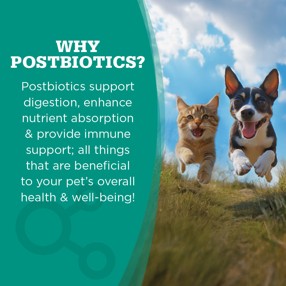 Why Postbiotics? - Postbiotics support digestion, enhance nutrient absorption, & provide immune support.