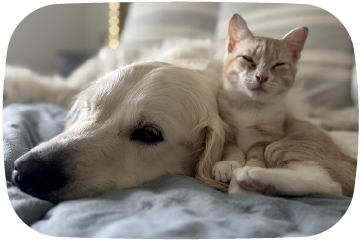 Cat and dog lying on a bed together
